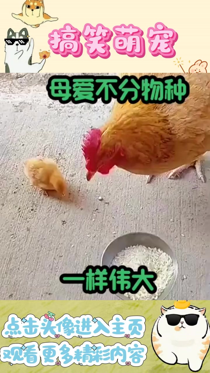 小鸡母爱的伟大表现,展示了母爱无界限的感动时刻