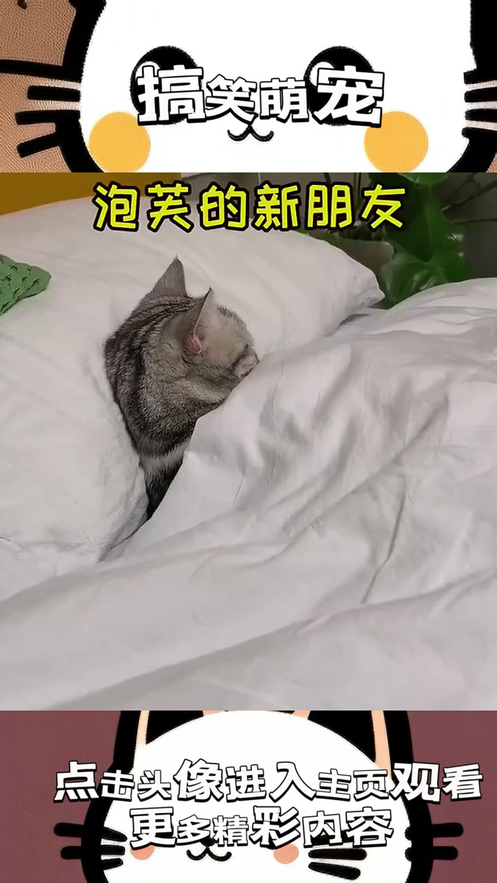 《十几万的猫来访，泡芙与神秘猫友的奇妙碰撞与情感纠葛！》