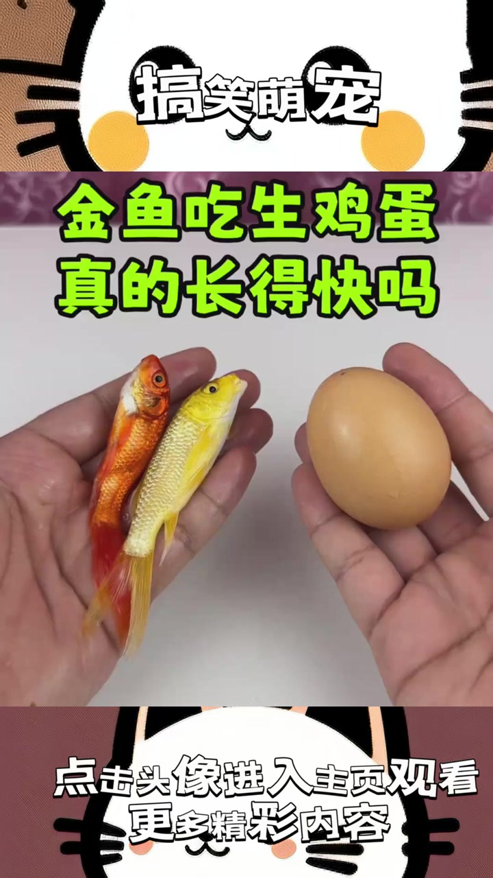 “金鱼竟爱生鸡蛋？背后隐藏的未解之谜与自然奇观”