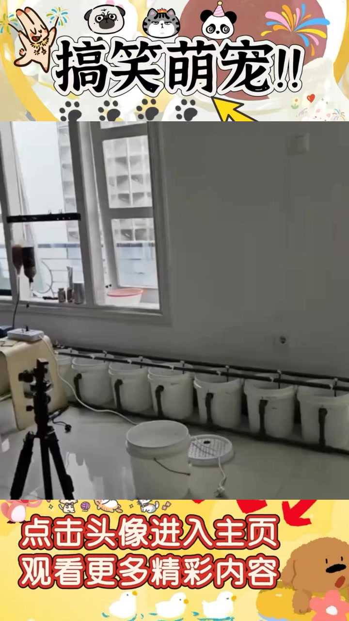 室内水桶养殖系统:分区孔雀鱼养殖新方法,师傅妙手值得学习!