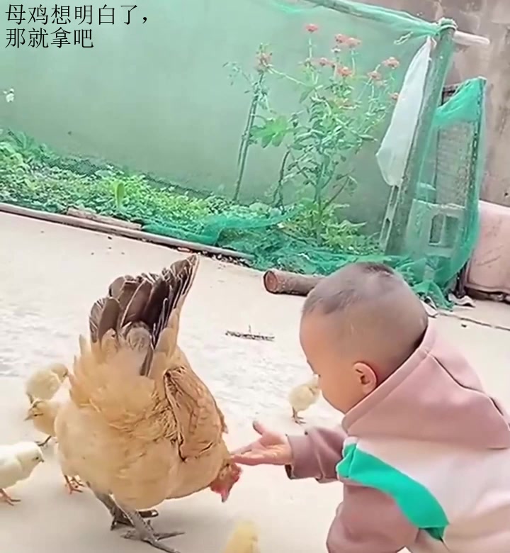母鸡想明白了,那就拿吧