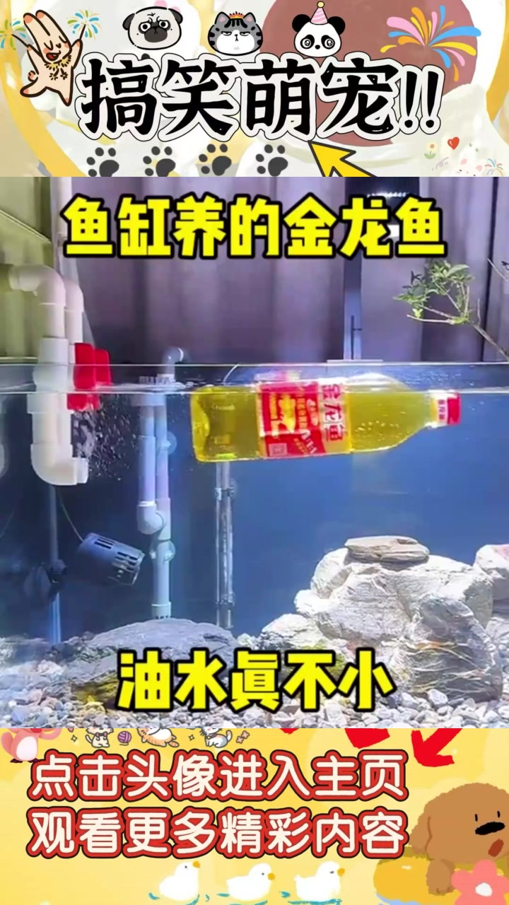 老表家金龙鱼养成记，颠覆我对宠物的认识！