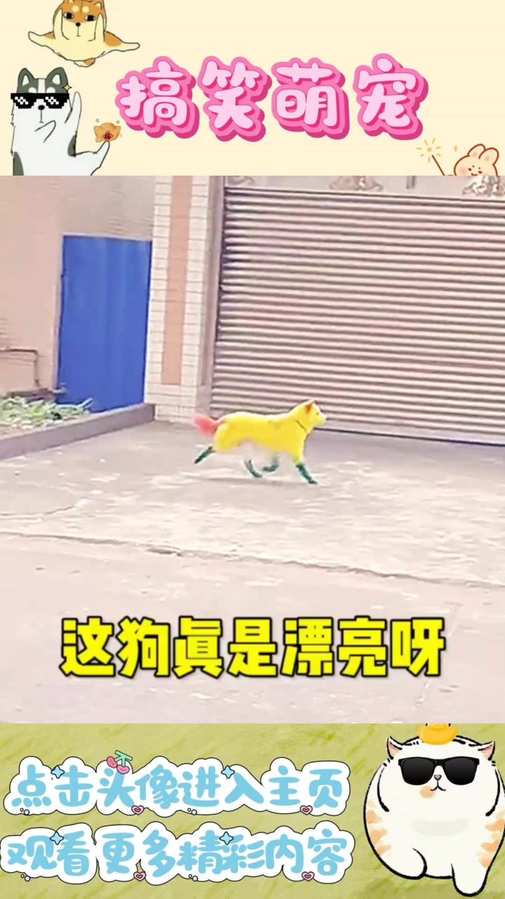奇特小黄狗现身,绿色腿红色尾巴引人注目,究竟是谁家爱犬?