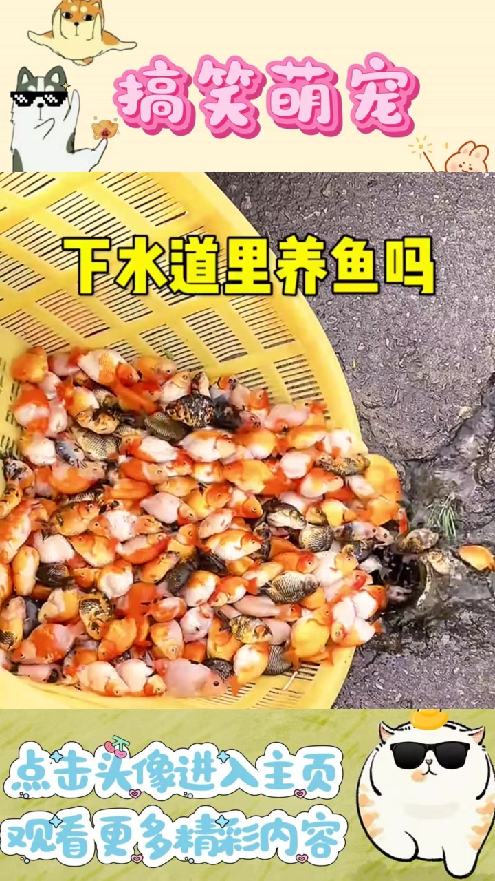 下水道养鱼：谁的奇思妙想？鱼还能活吗？