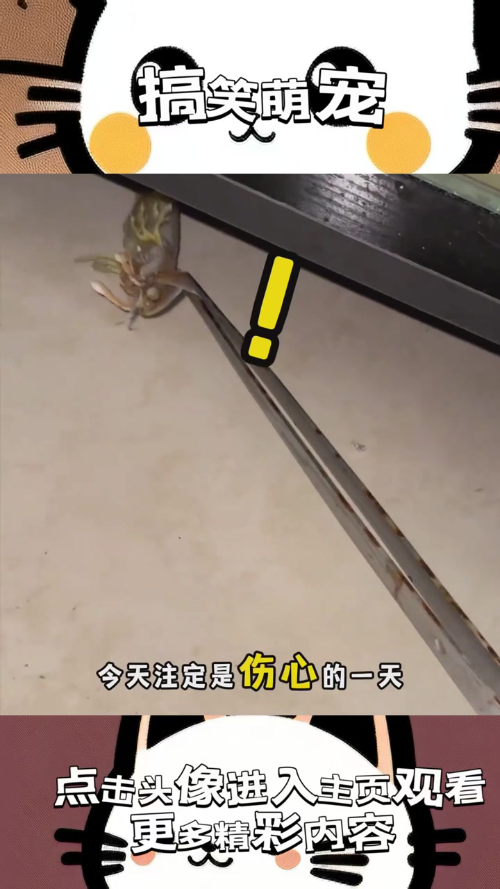 《奇妙水域:七彩皮皮虾之死与神秘电击水母的惊奇遭遇》