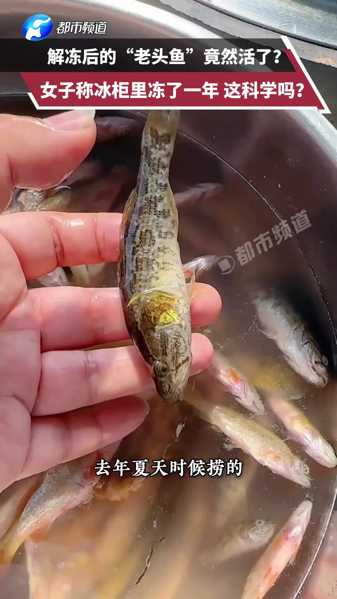 解冻后的“老头鱼”竟然活了?女子称冰柜里冻了一年,这科学吗?