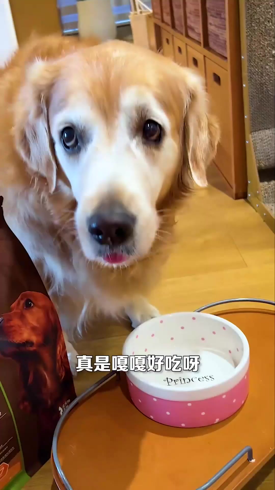 狗狗居然在湖里捞了一条大头鱼,这鱼头也太大了!