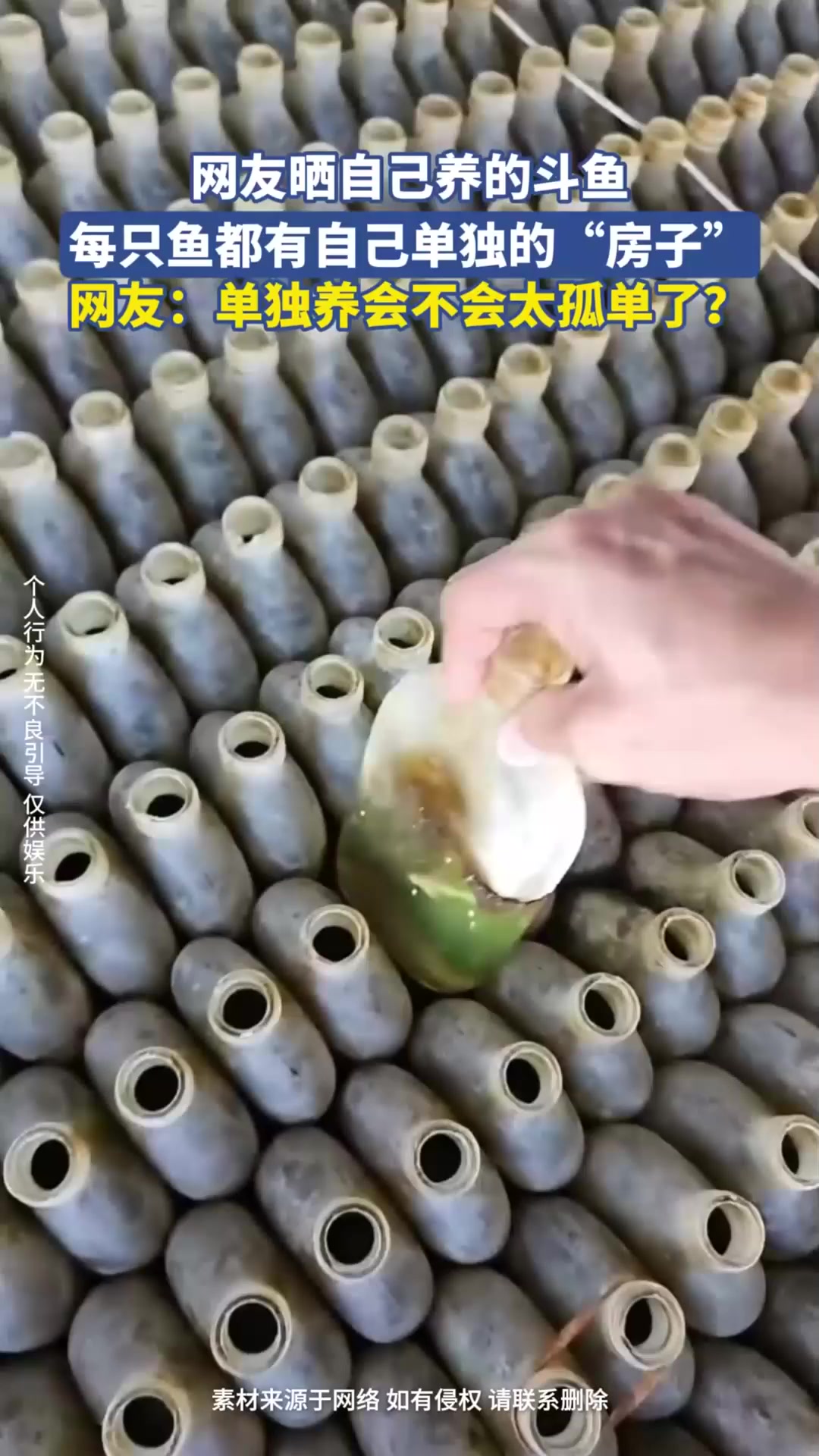 网友晒自己养的斗鱼,每只鱼都有自己单独的“房子”