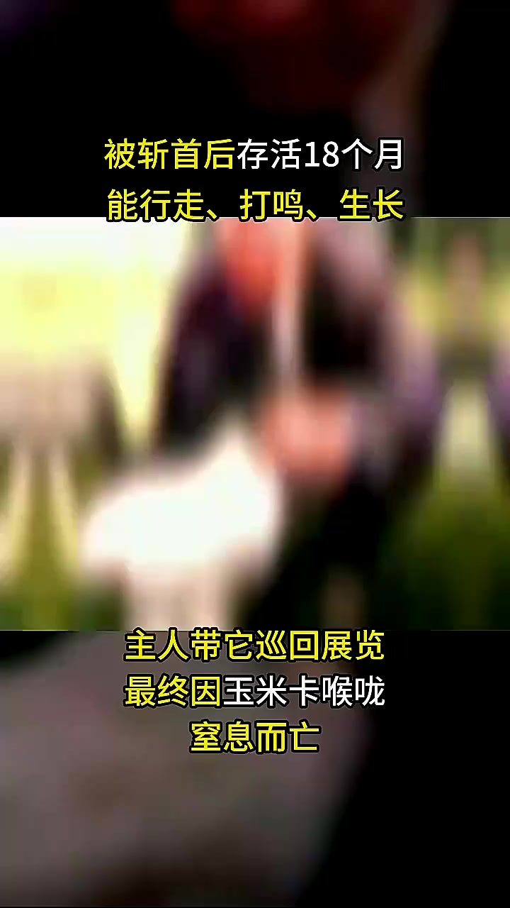 无头鸡麦克:1945年一只失去头的鸡活了18个月,甚至进行了