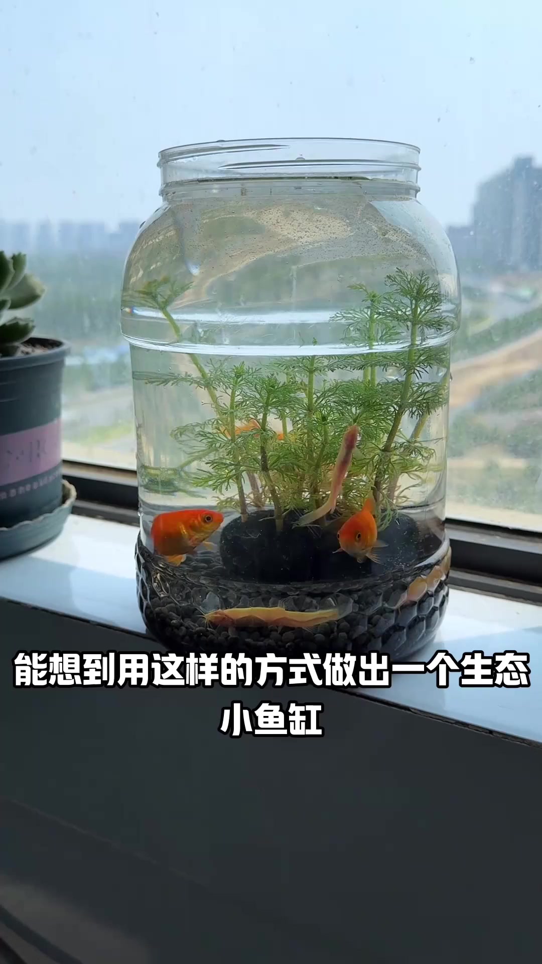 自制生态小鱼缸