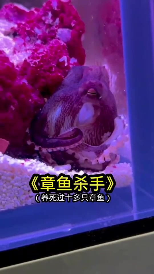 人畜无害的小章鱼居然让我手疼屁股疼!