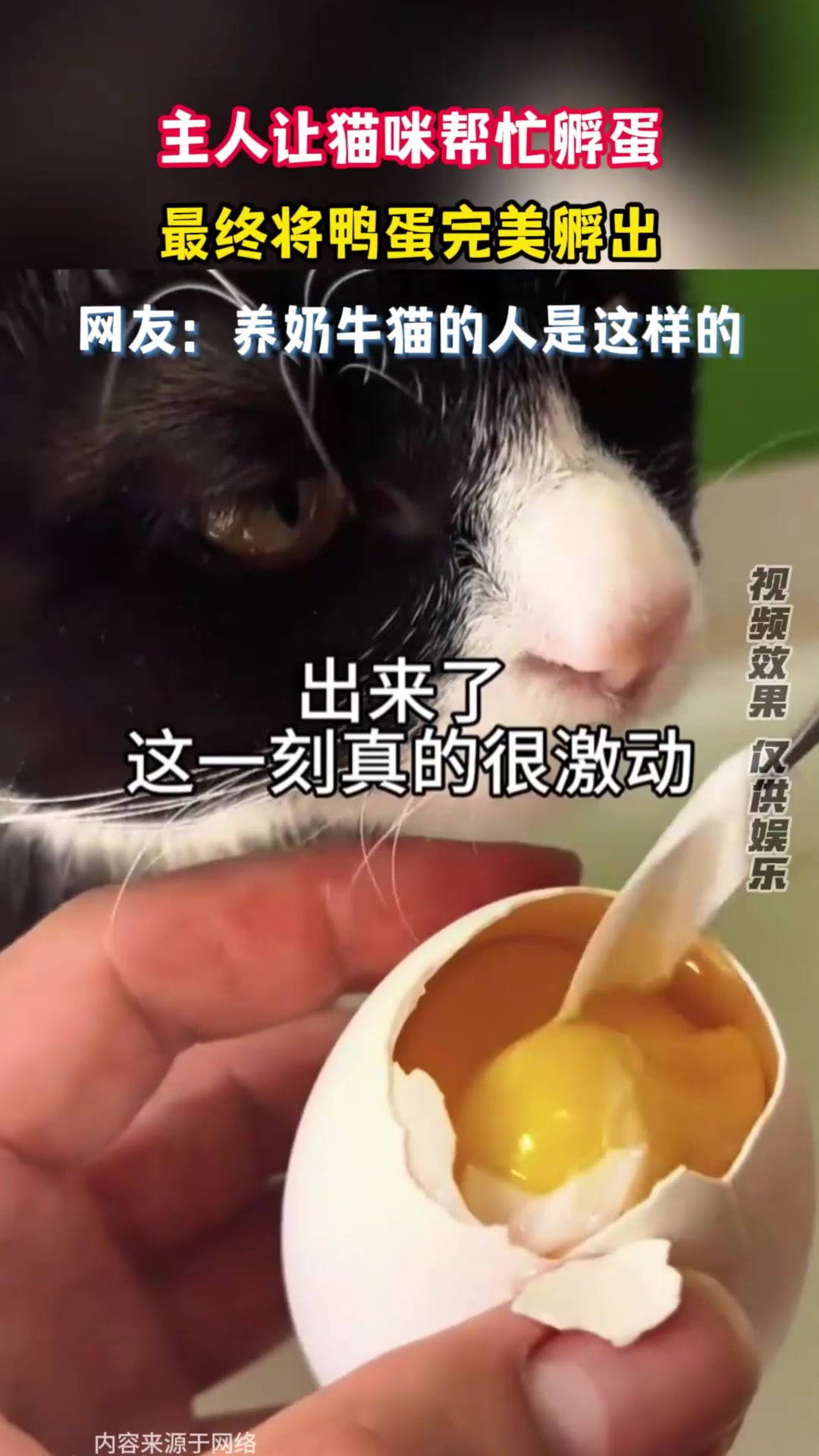 女子让猫咪帮忙孵蛋，最终将鸭蛋完美孵出