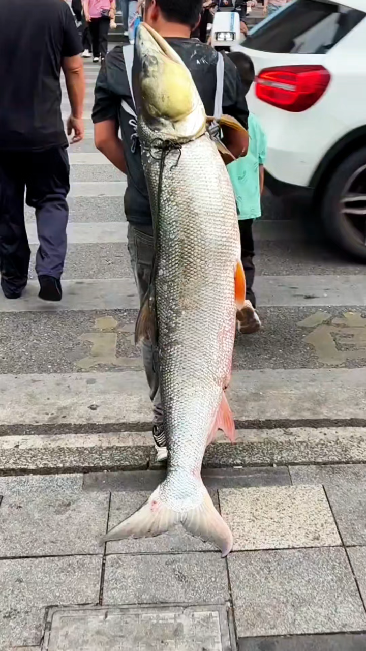 重庆男子扛79斤“巨型鳡鱼”闹市巡游,路人围观惊呆