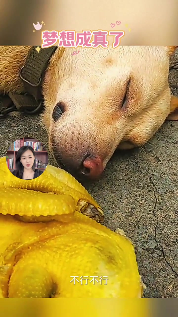 大黄太逗了,看见烧鸡蒙圈了!