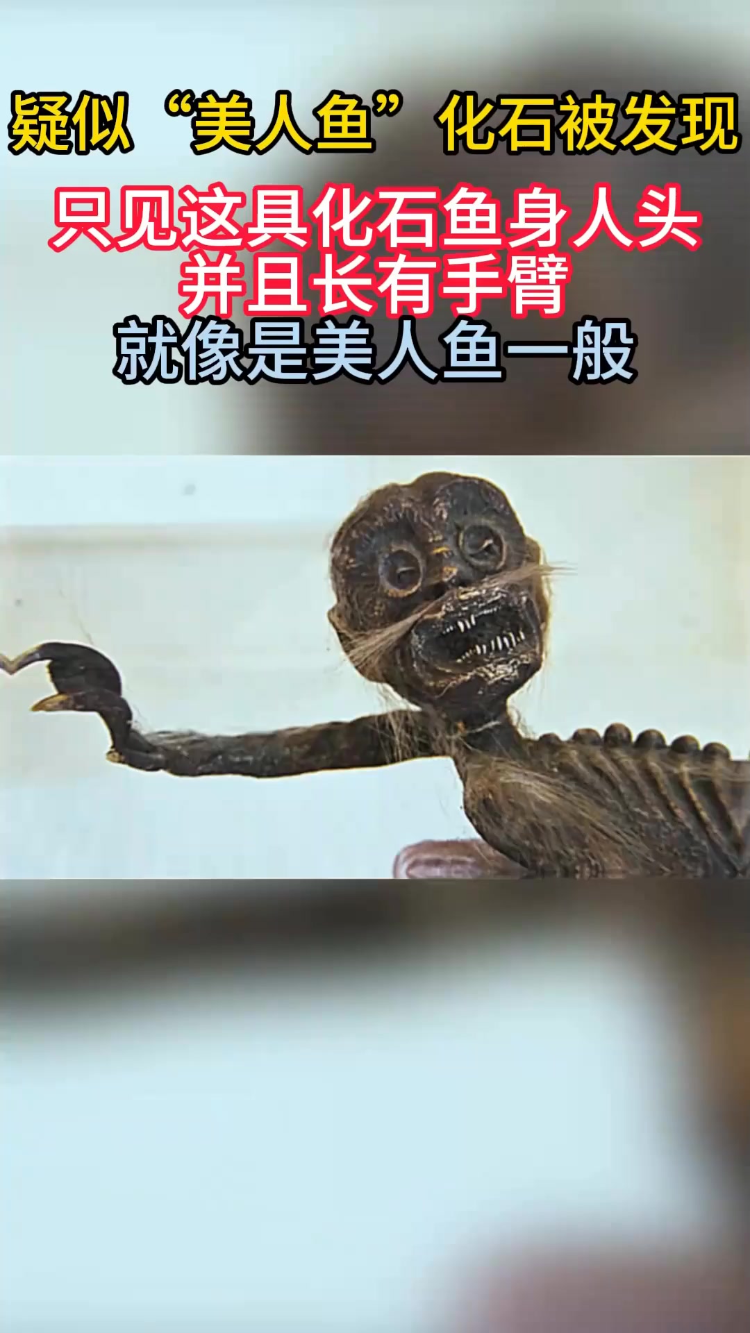 疑似“美人鱼”化石被发现