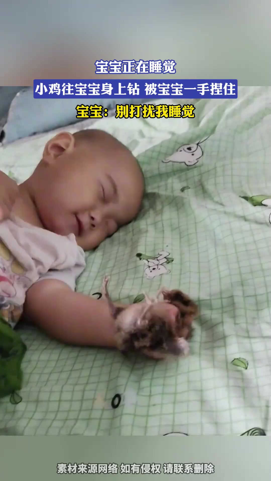 宝宝正在睡觉,小鸡往宝宝身上钻,被宝宝一手捏住