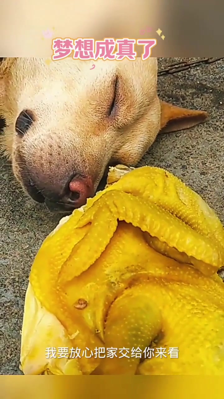大黄太逗了,看见烧鸡蒙圈了!