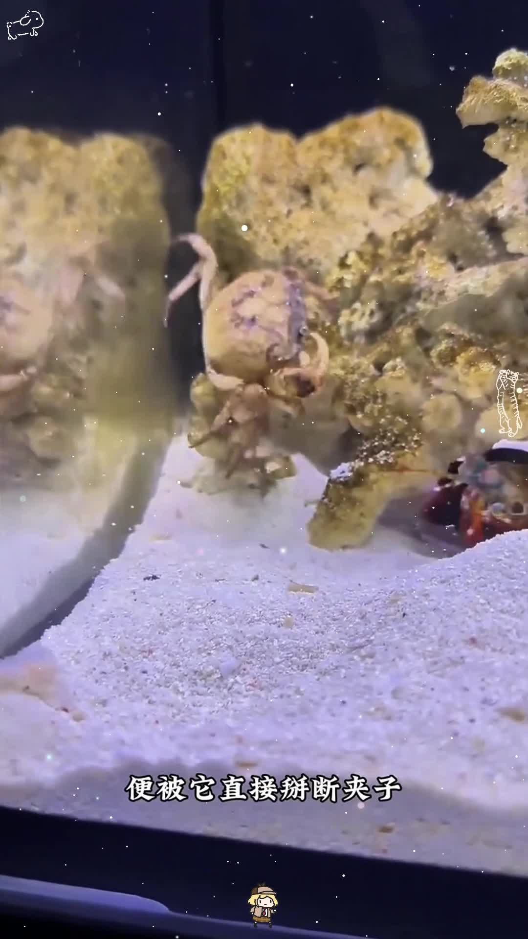 螃蟹只是看了一眼螳螂虾便被他直接掰断手臂