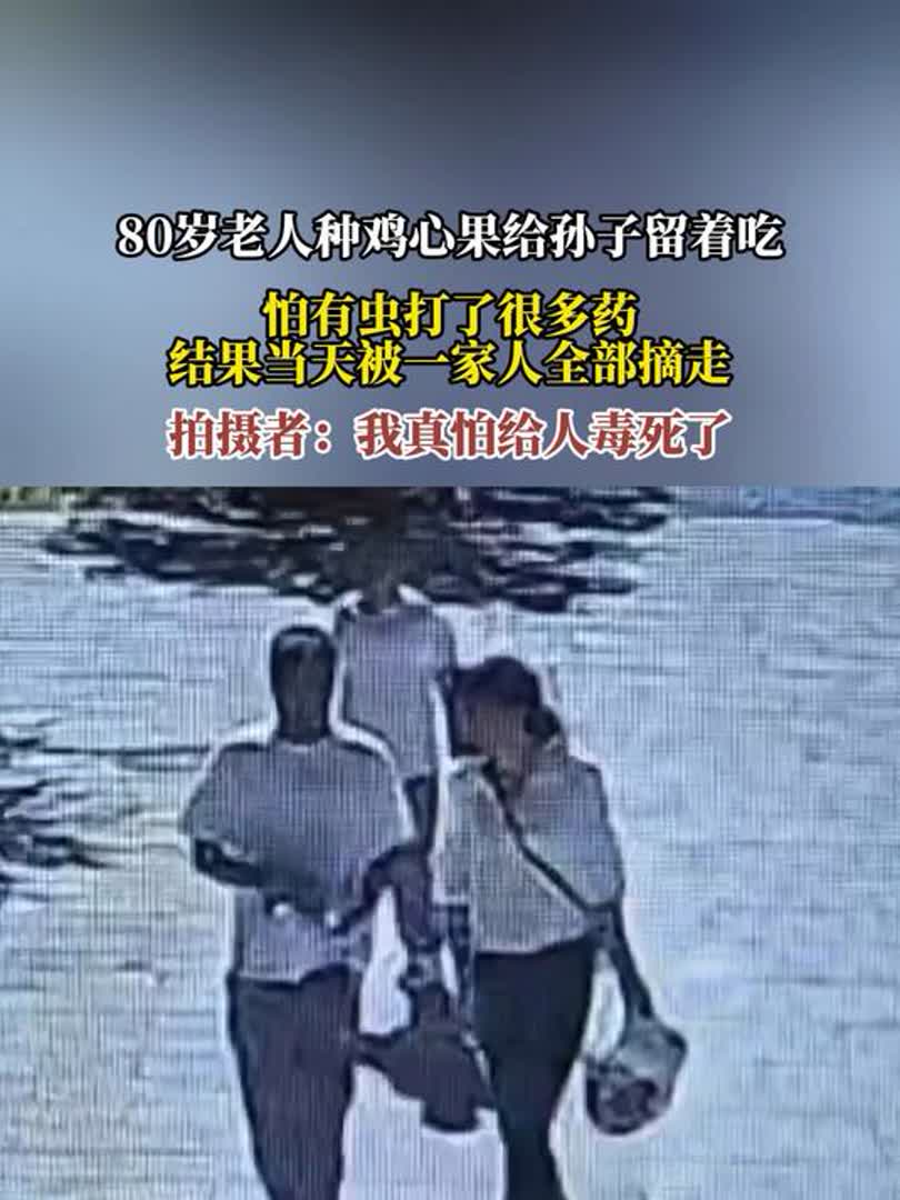 80岁老人种鸡心果给孙子留着吃,怕有虫打了很多药