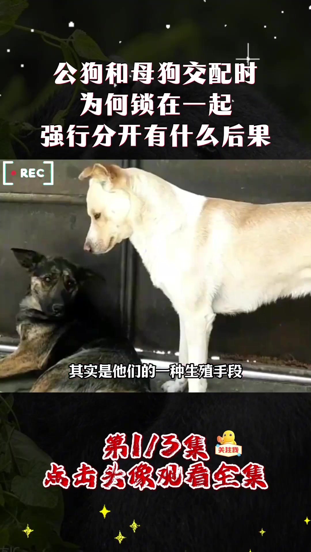 公狗和母狗交配时,为何锁在一起,强行分开有什么后果