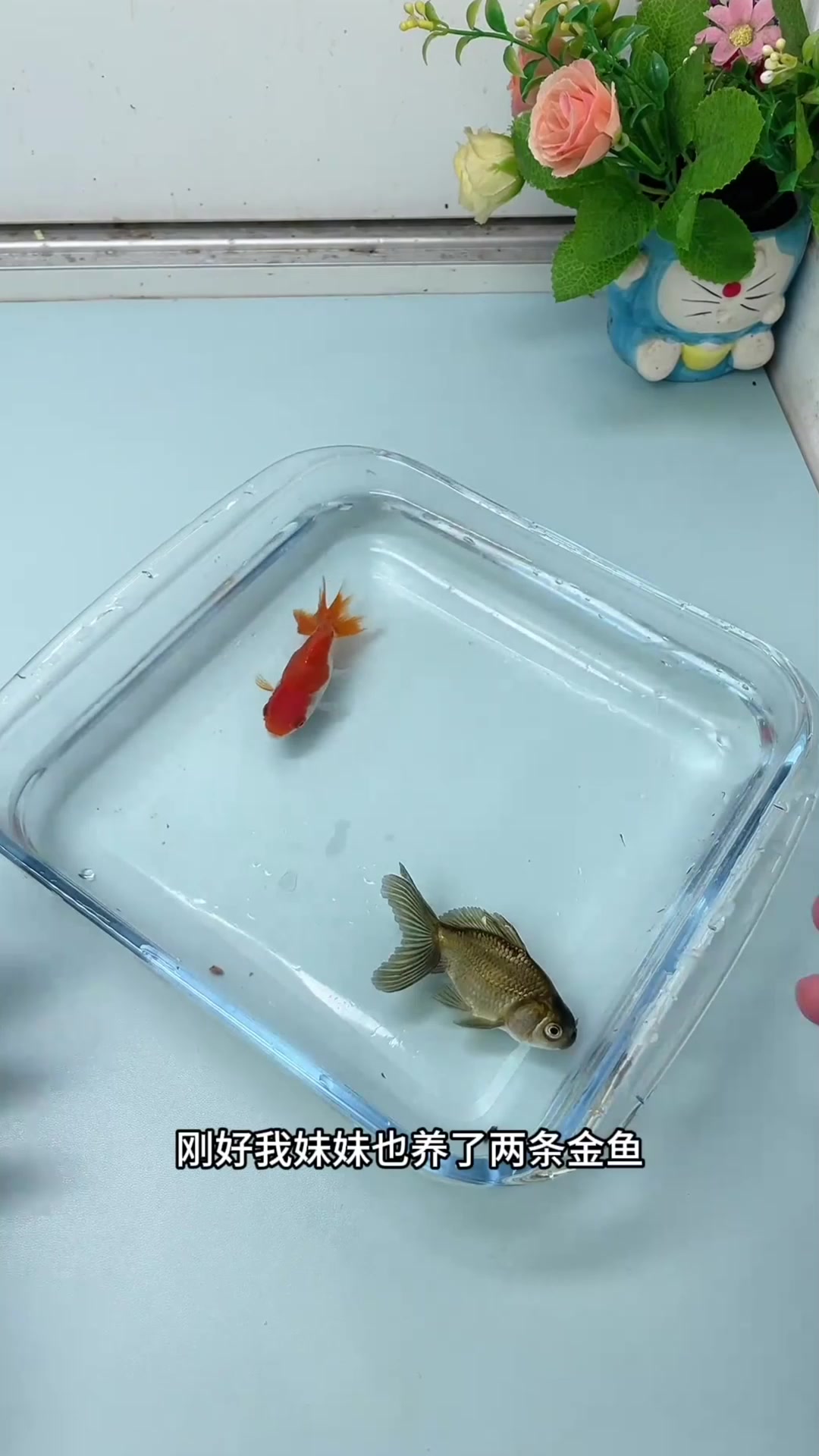 小鱼放生后会自己游回来?