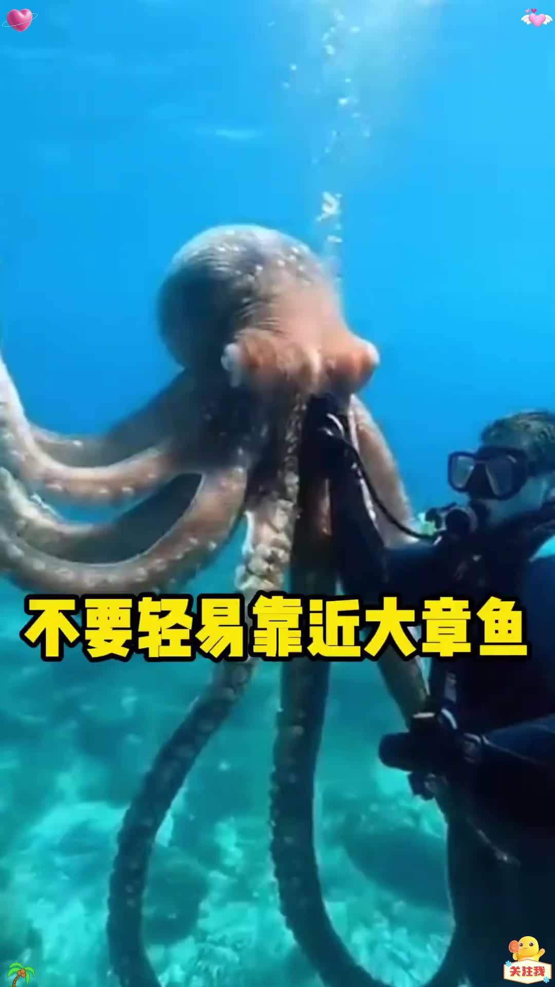 在海里可不要靠近大章鱼