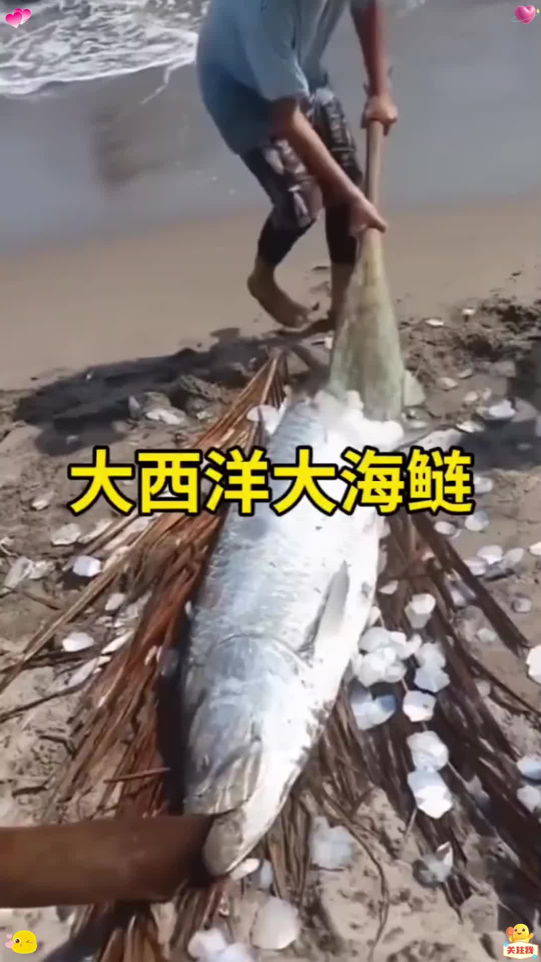 大西洋大海鲢的鳞片居然有大用处!