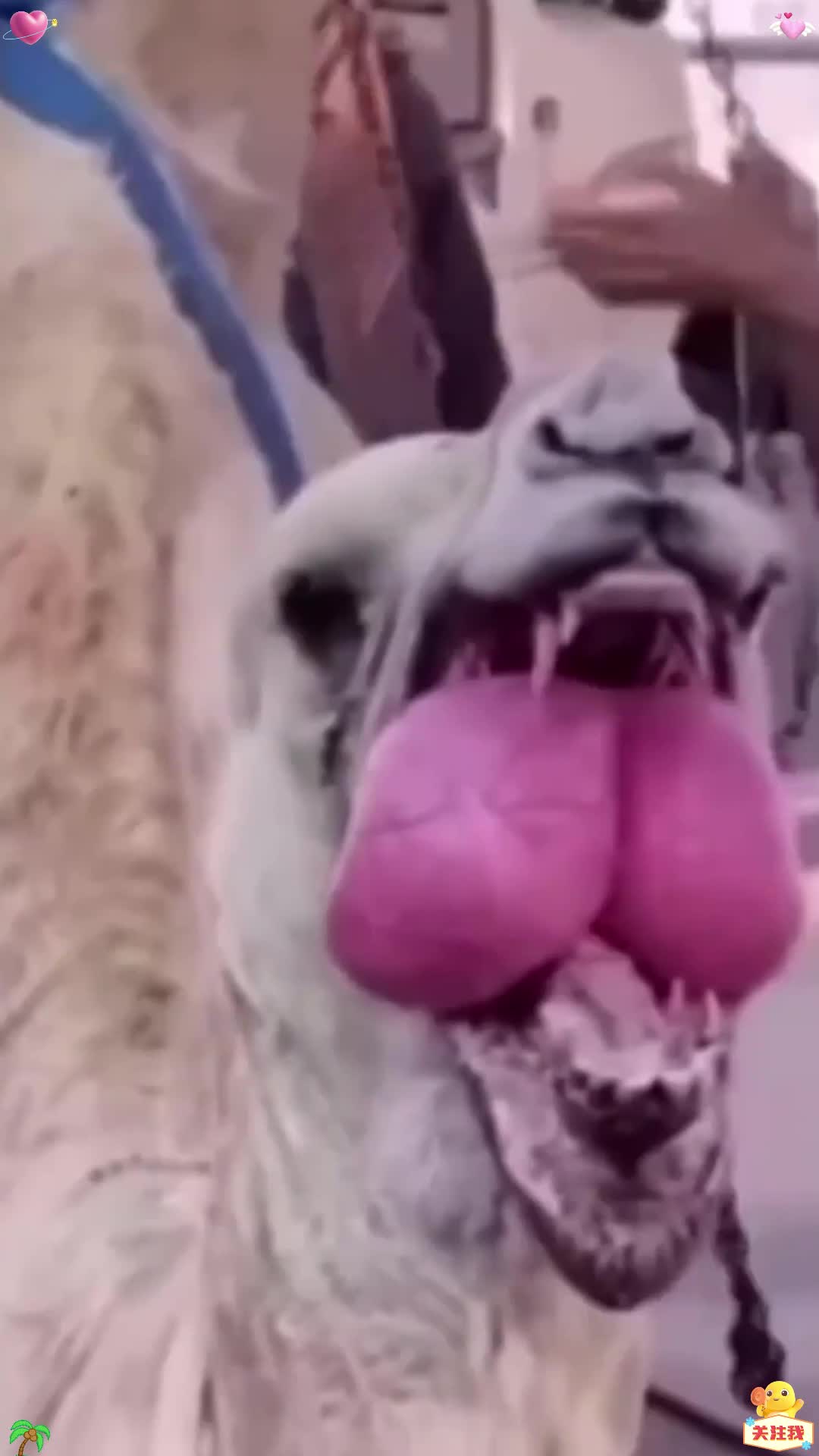 骆驼嘴巴里吐出来的粉色肉球是什么?