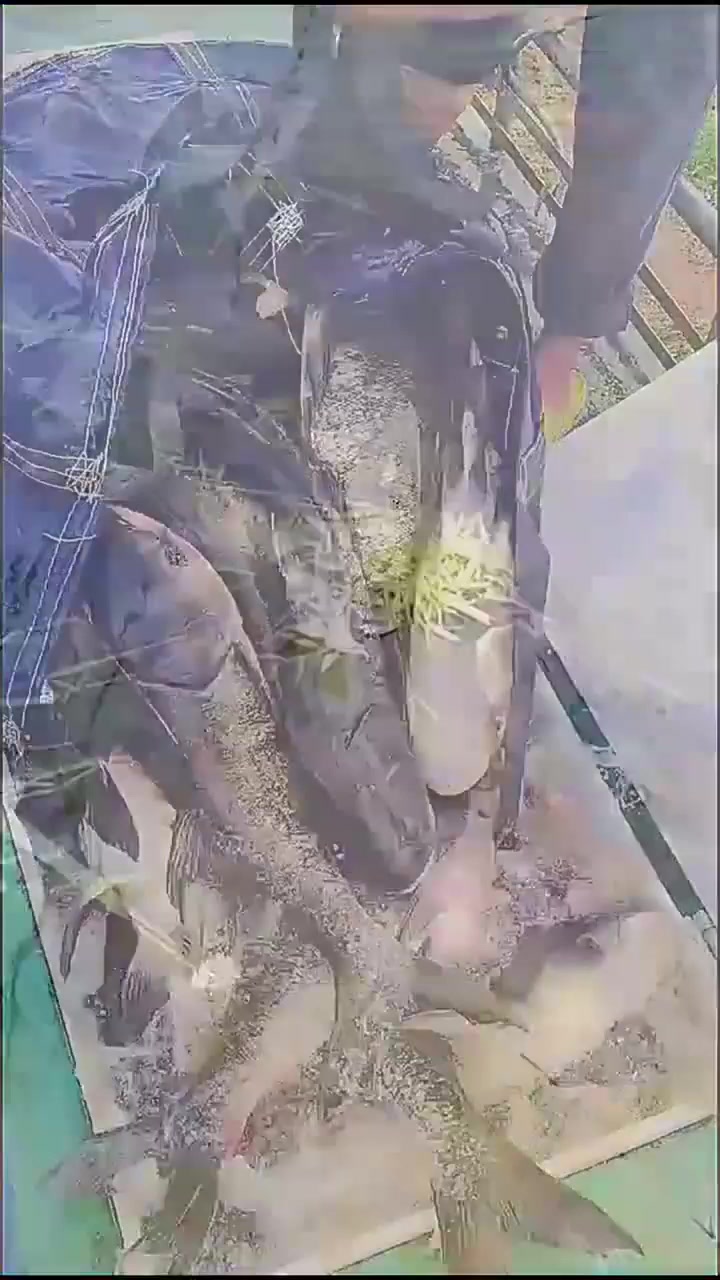 长得最快淡水鱼有哪些