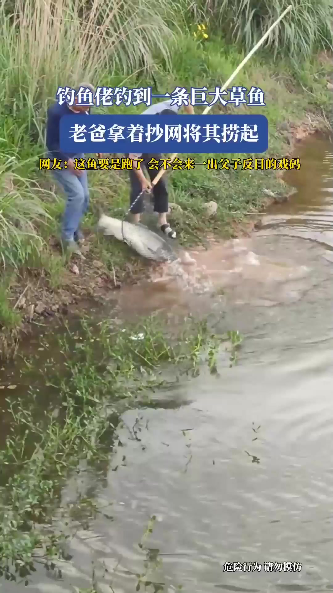 钓鱼佬钓到一条巨大草鱼,老爸拿着抄网将其捞起