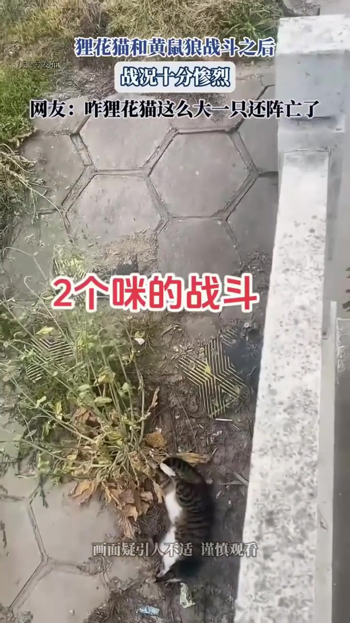 狸花猫和黄鼠狼战斗之后,战况十分惨烈