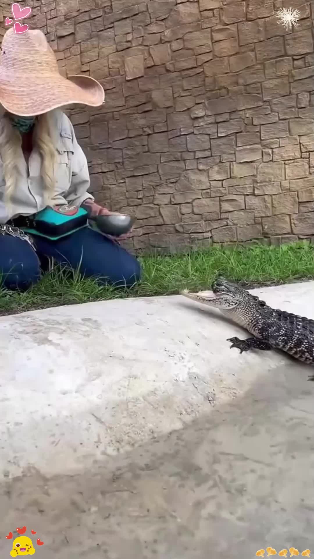 美女照顾没有上颚的小鳄鱼!
