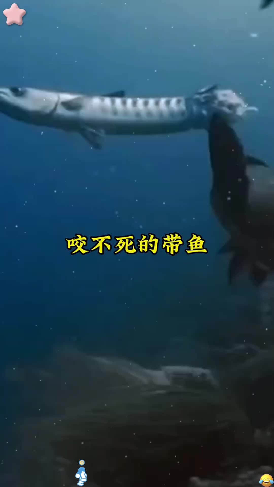 带鱼身上没有痛感神经的吗