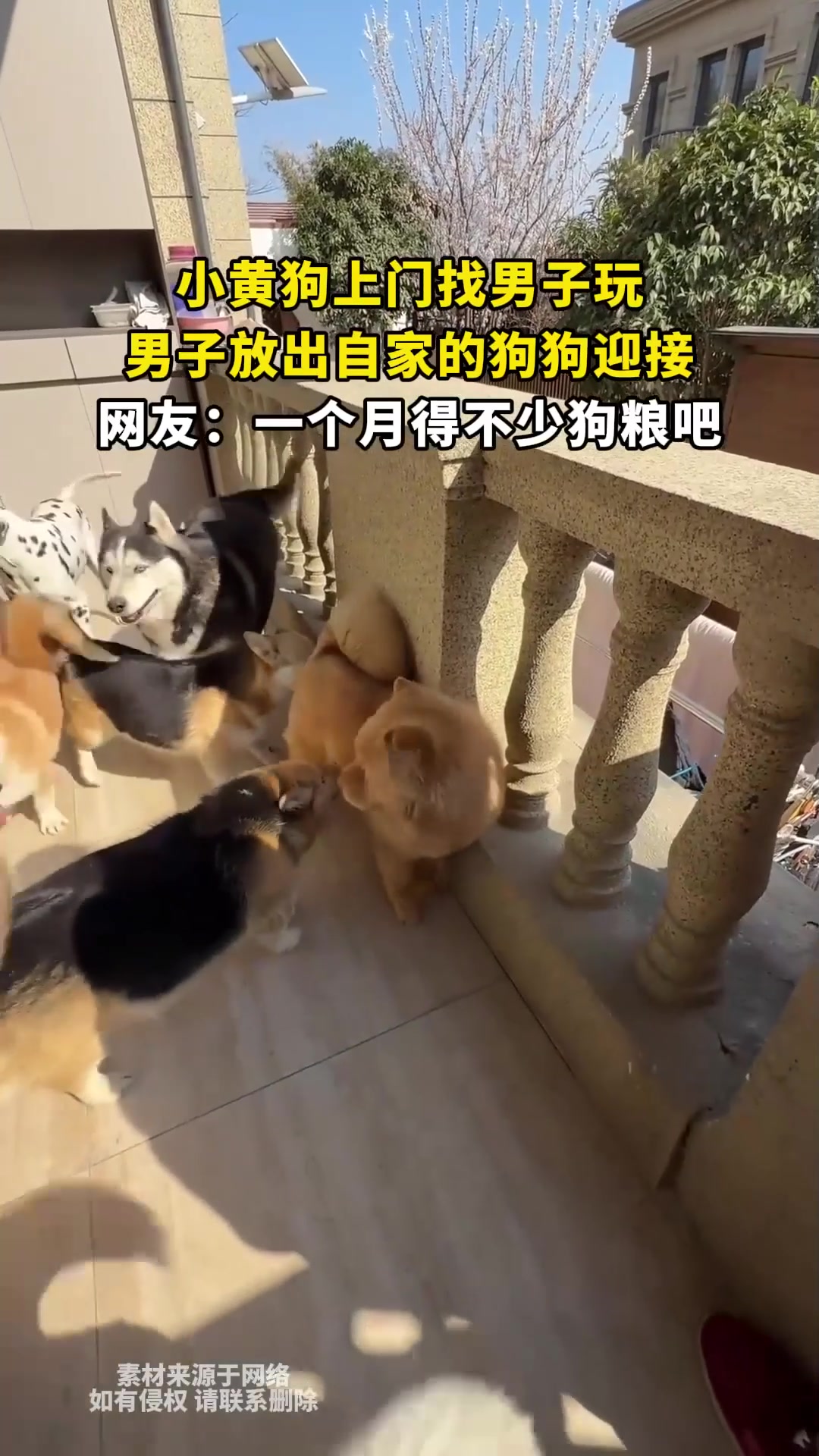 小黄狗上门找男子玩,男子放出自家的狗狗迎接,网友:一个月得不