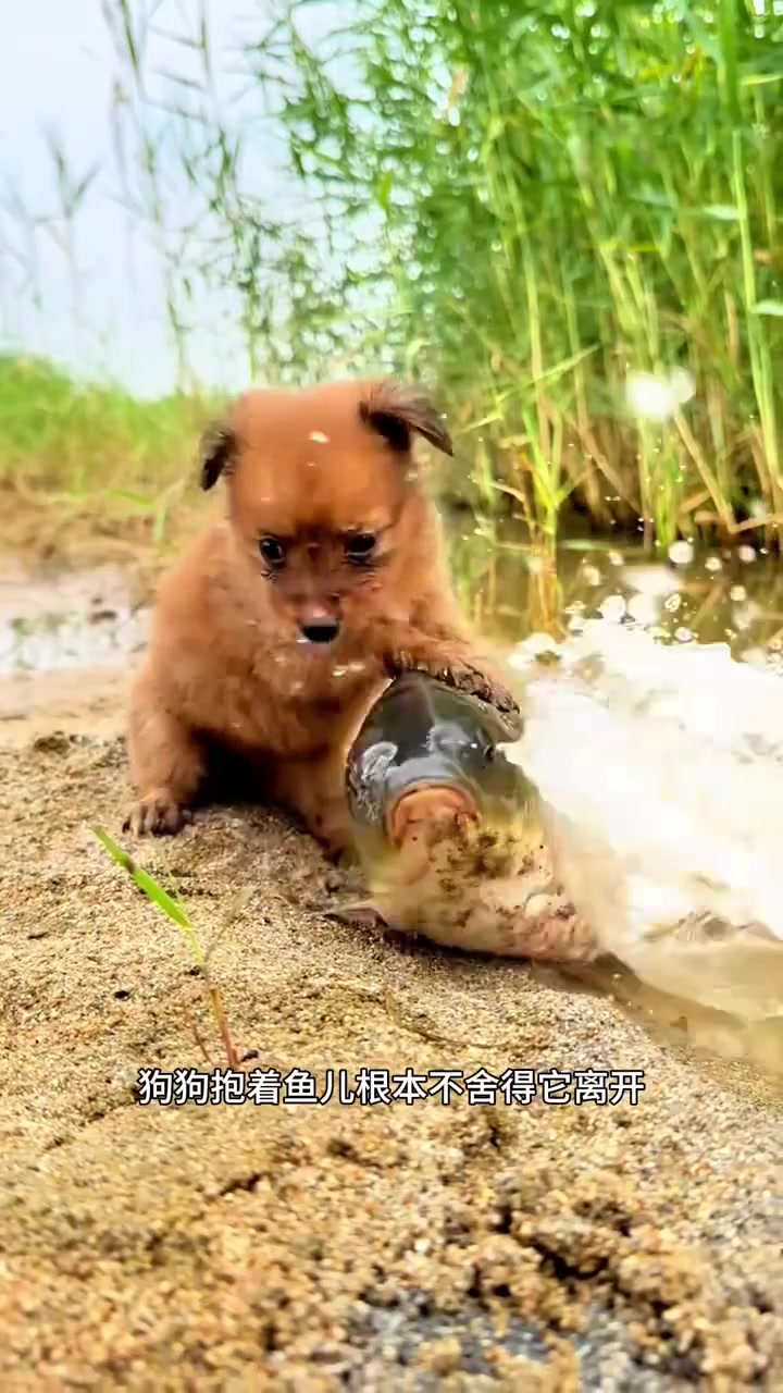 狗狗和鱼儿是好朋友