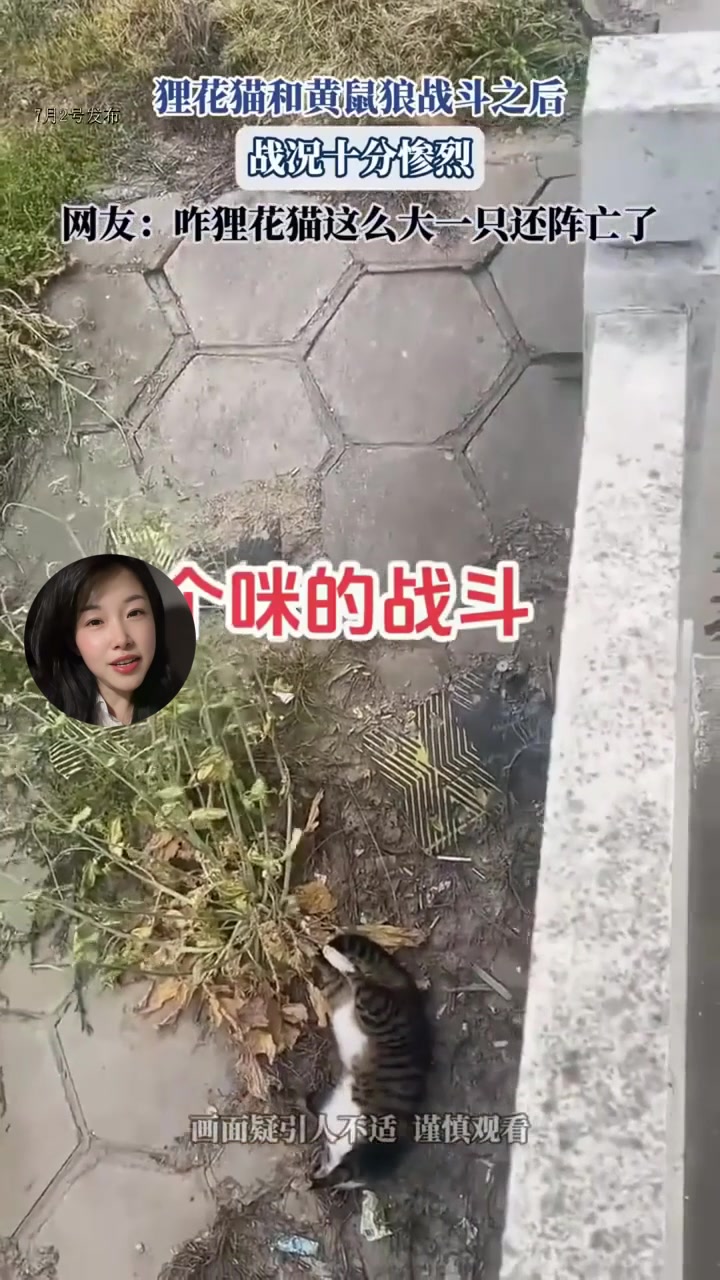 狸花猫和黄鼠狼战斗之后,战况十分惨烈