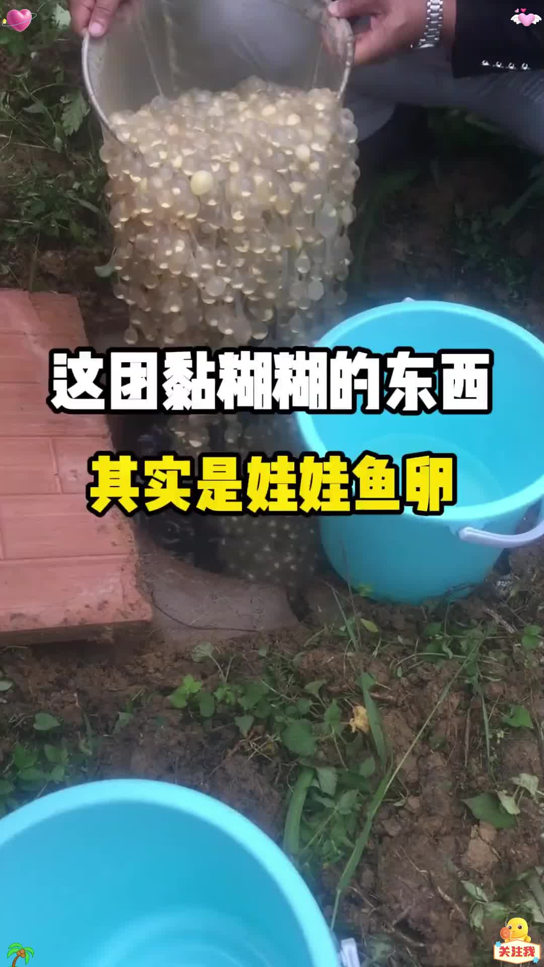 这团黏糊糊的东西,其实是娃娃鱼的卵