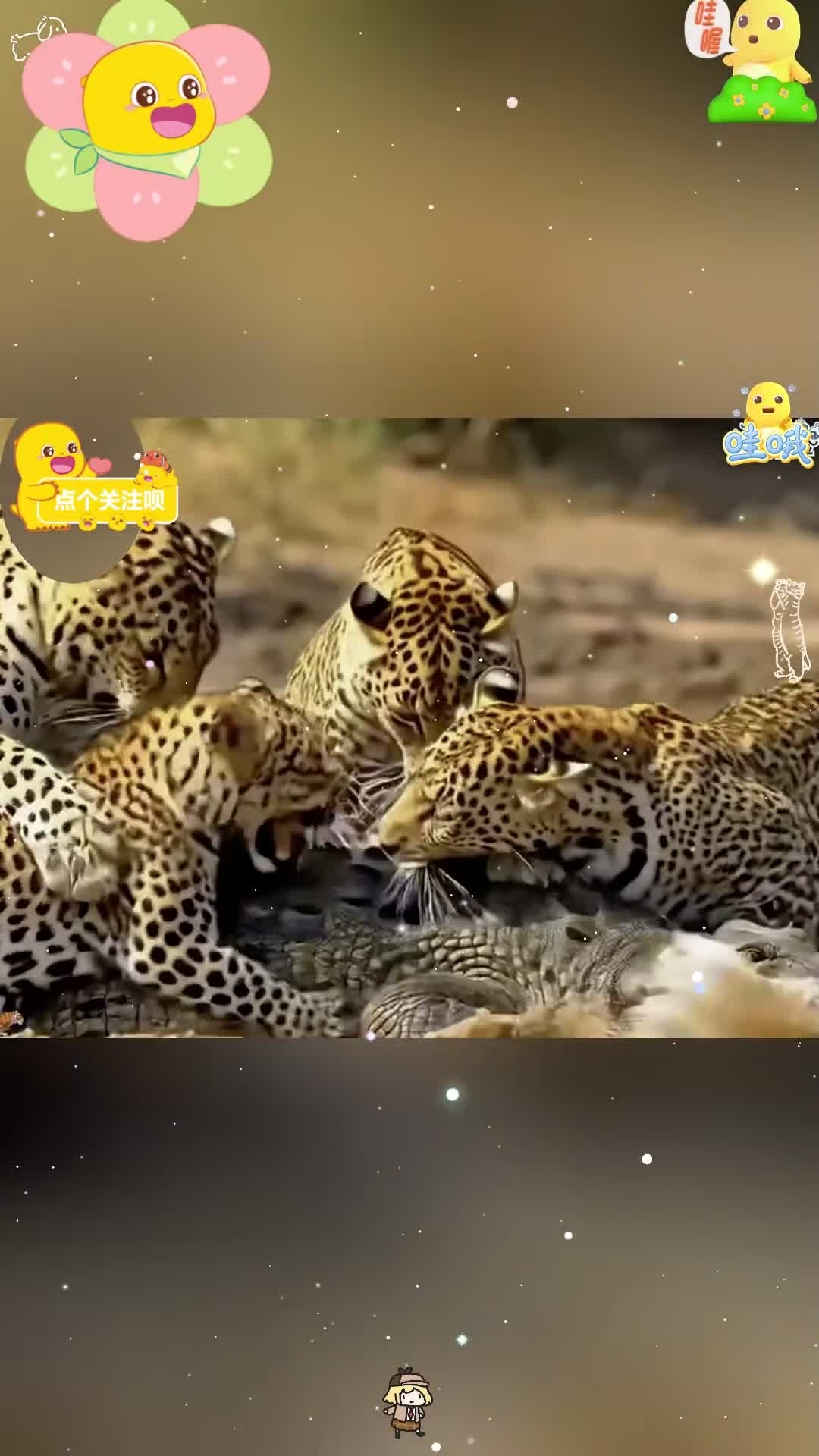 4只花豹疯咬鳄鱼！鳄鱼本想突袭小花豹，却遭到花豹群的反杀