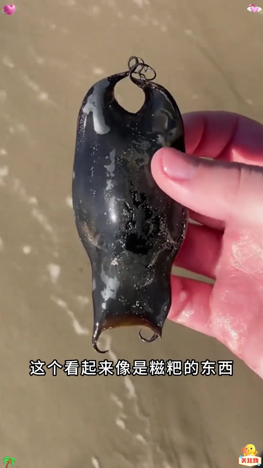 鲨鱼原来也会产卵