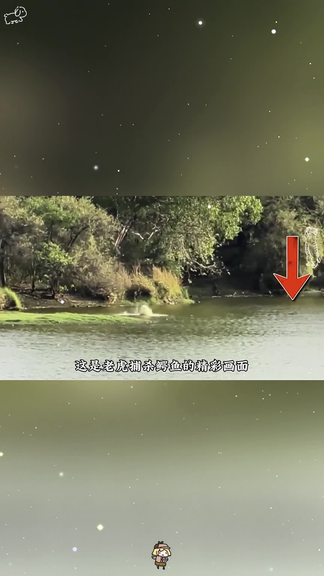 老虎捕杀鳄鱼的精彩画面