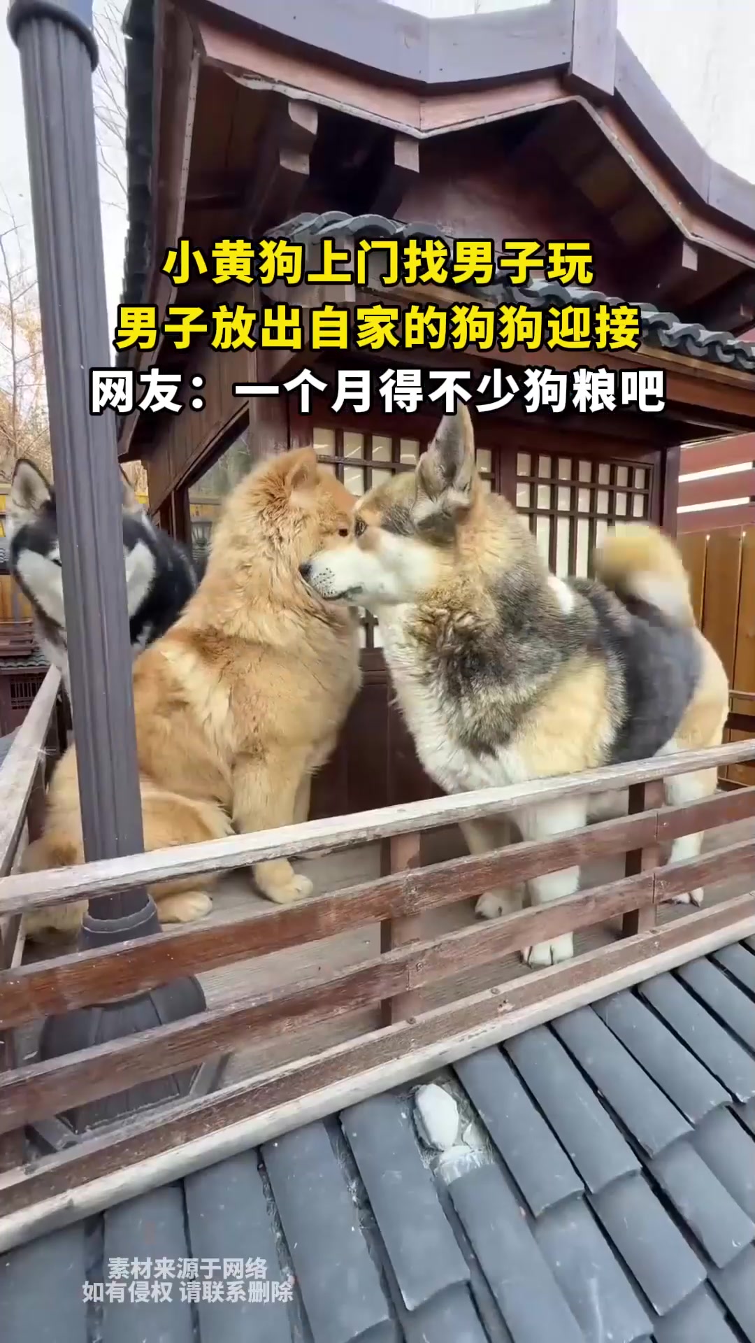 小黄狗上门找男子玩,男子放出自家的狗狗迎接,网友:一个月得不