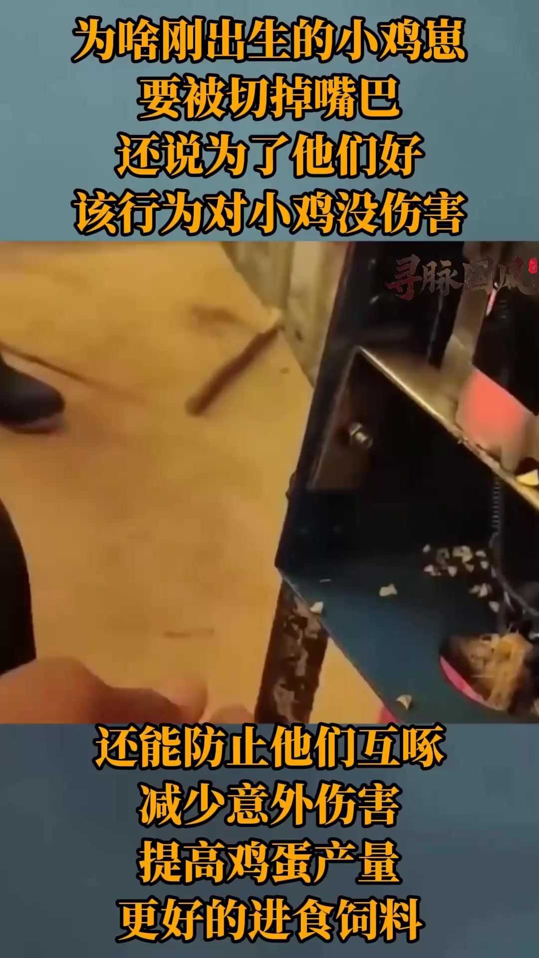 刚出生的小鸡崽就要被切掉嘴巴,还是为了他们好?涨知识了