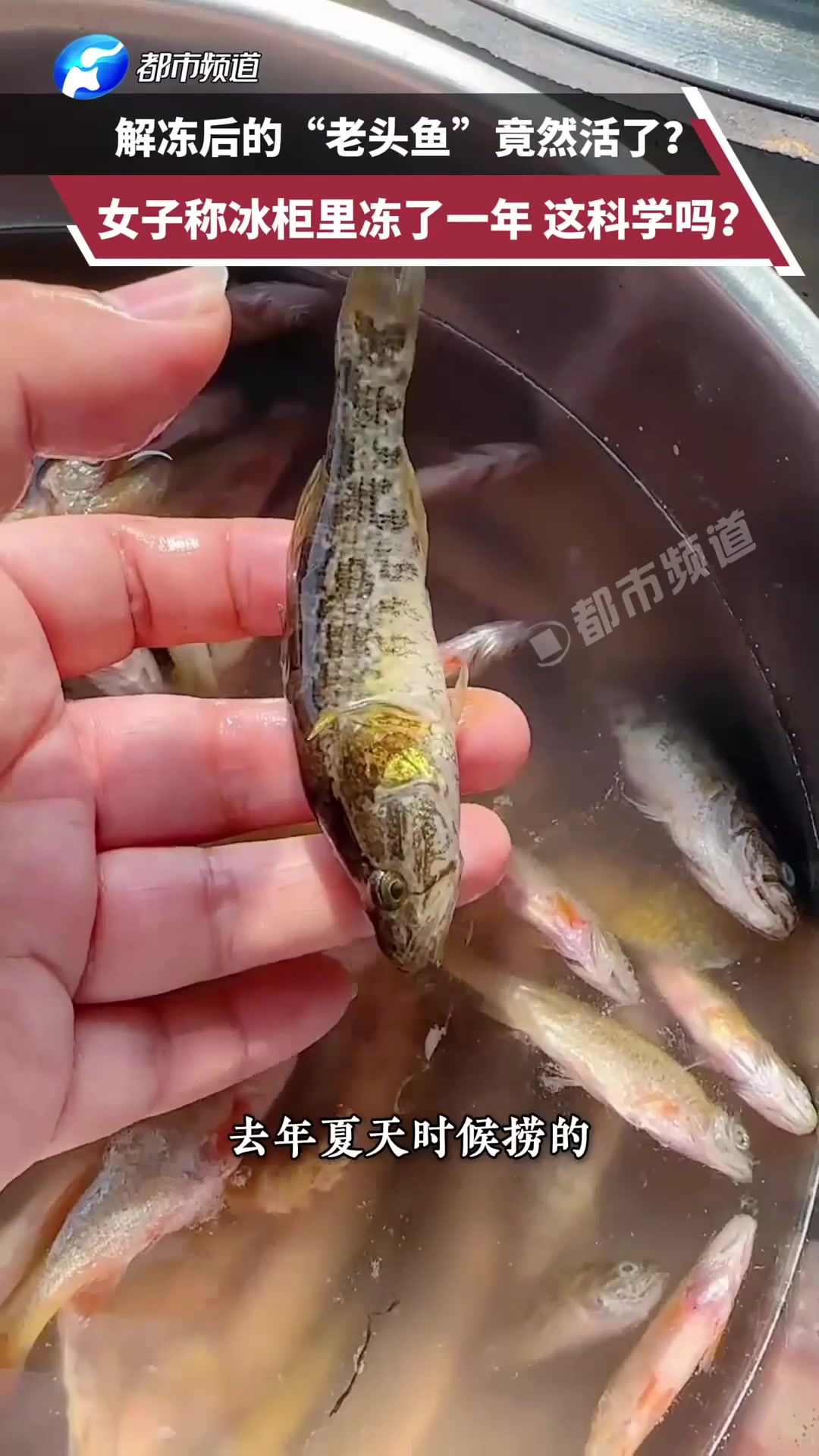 解冻后的“老头鱼”竟然活了?女子称冰柜里冻了一年,这科学吗?