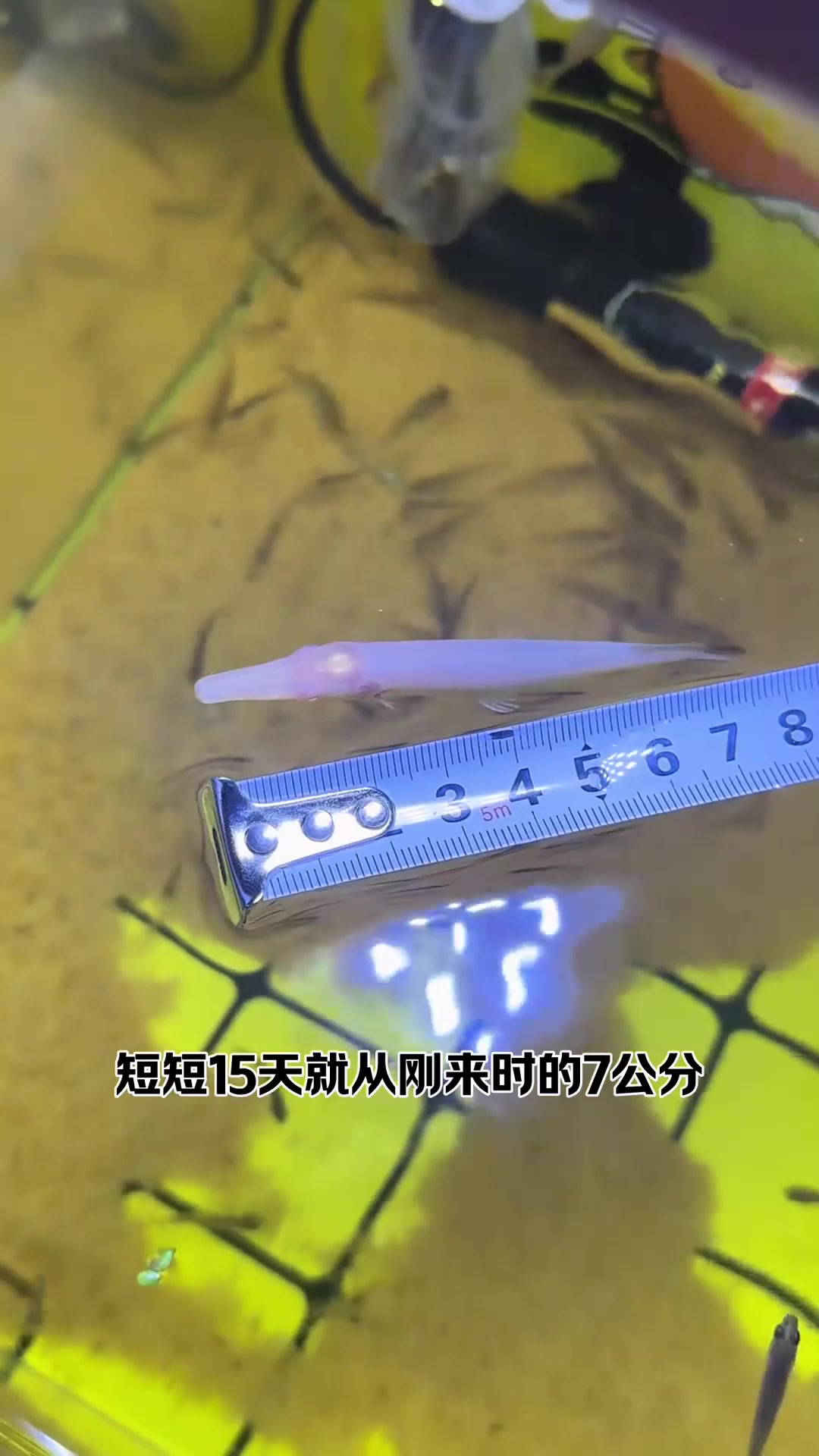 巨骨舌鱼vs鳄雀鳝,究竟谁才是真正的淡水王者呢?