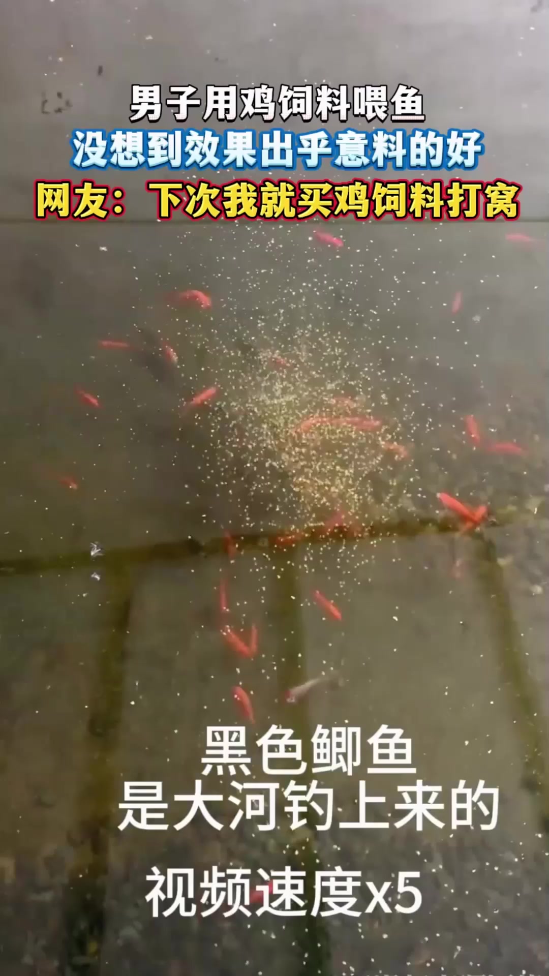 男子用鸡饲料喂鱼,没想到效果出乎意料的好,网友:下次我就买鸡