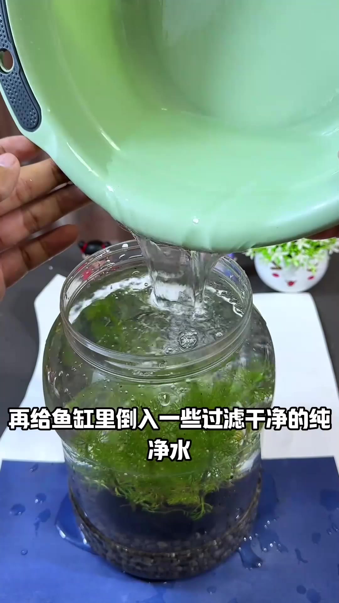 自制生态小鱼缸