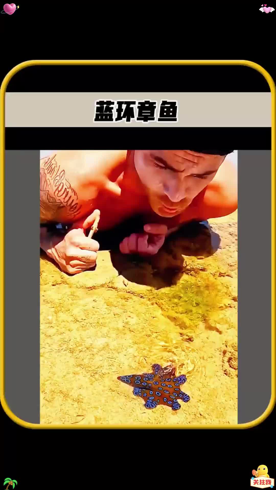 你有没有想过，蓝环章鱼，到底有多恐怖