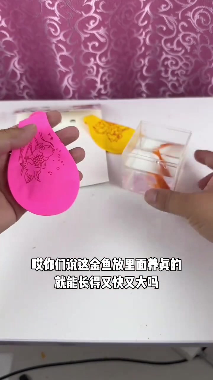 离谱!据说金鱼放气球里养,几天就能长大一斤,亲测