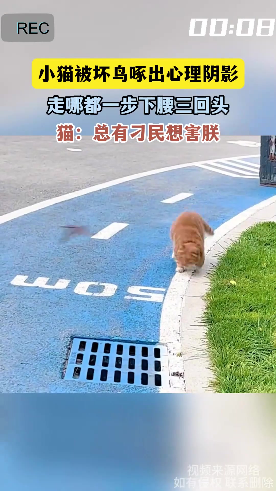 小猫被坏鸟啄出心理阴影,走哪都一步下腰三回头,猫:总有刁民想