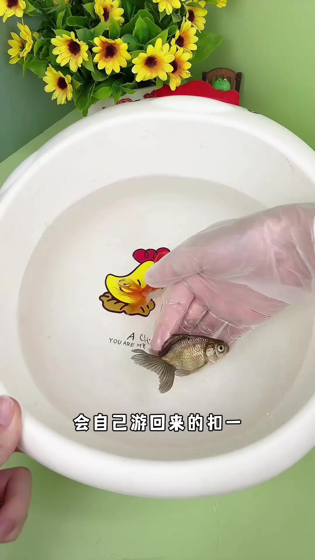 把小金鱼放生后，会自己游回来？